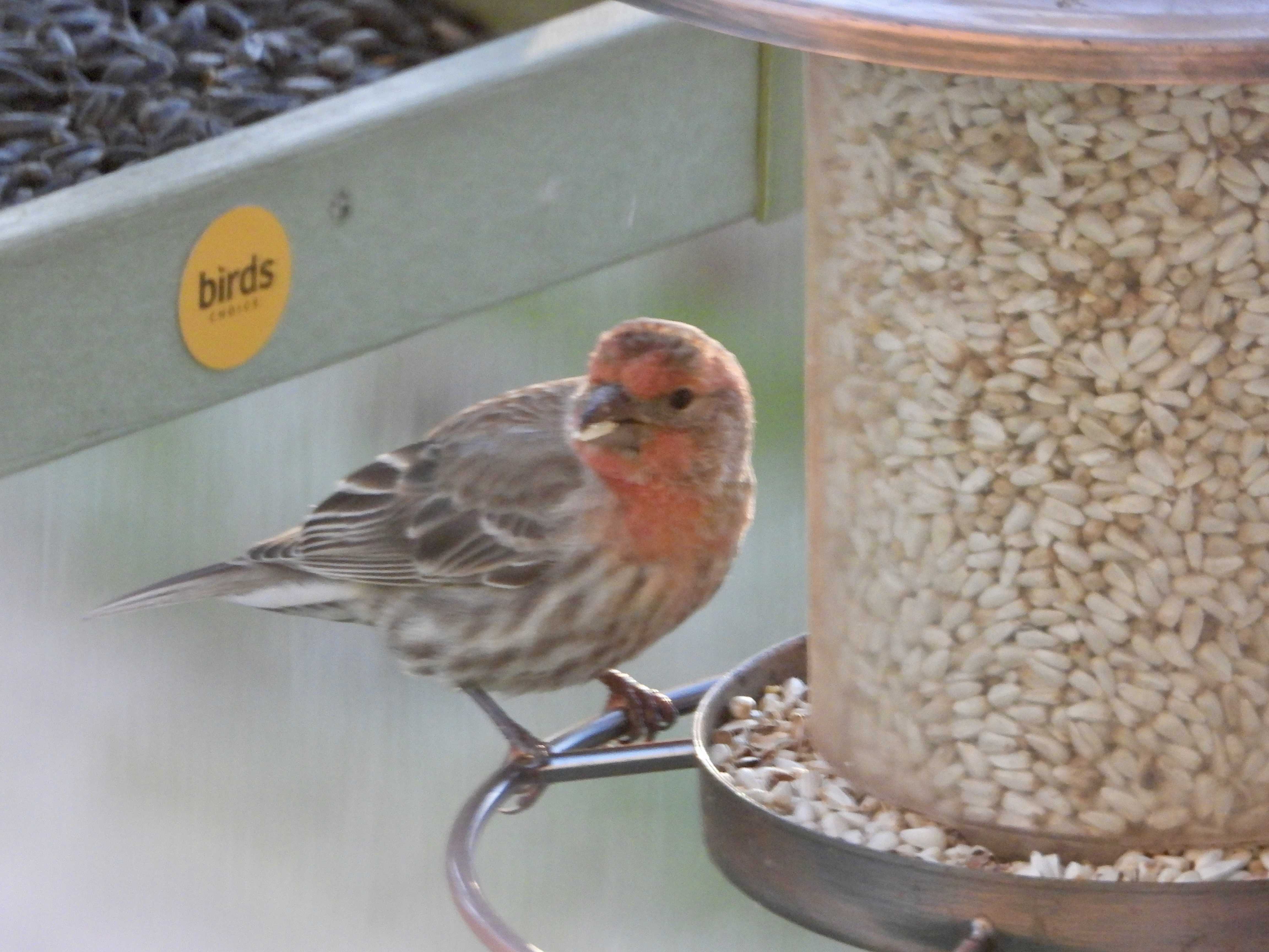 House Finch